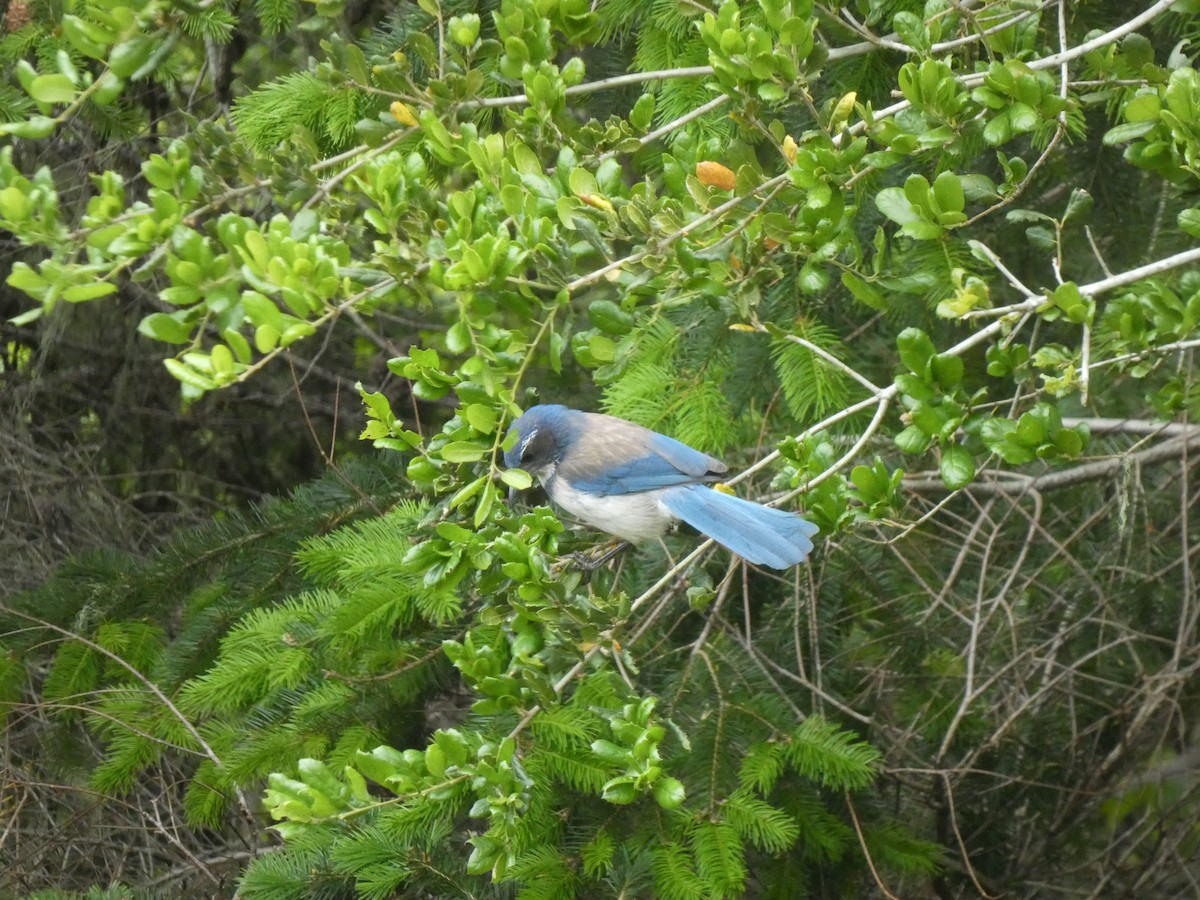 California Scrub-Jay - ML573798041