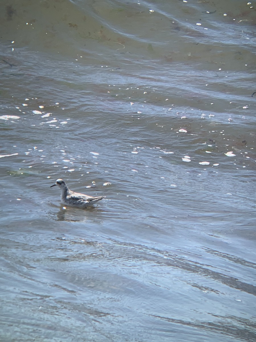 Red Phalarope - Elizabeth Axley