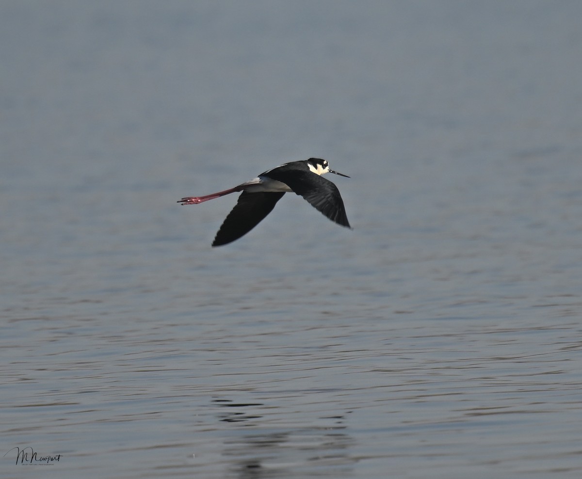 Black-necked Stilt - ML573799461