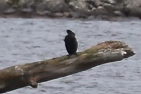 Double-crested Cormorant - ML573800221