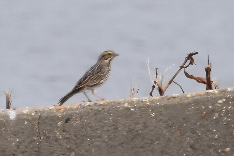 Savannah Sparrow - ML573800251