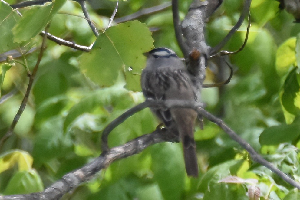 White-crowned Sparrow - ML573800261