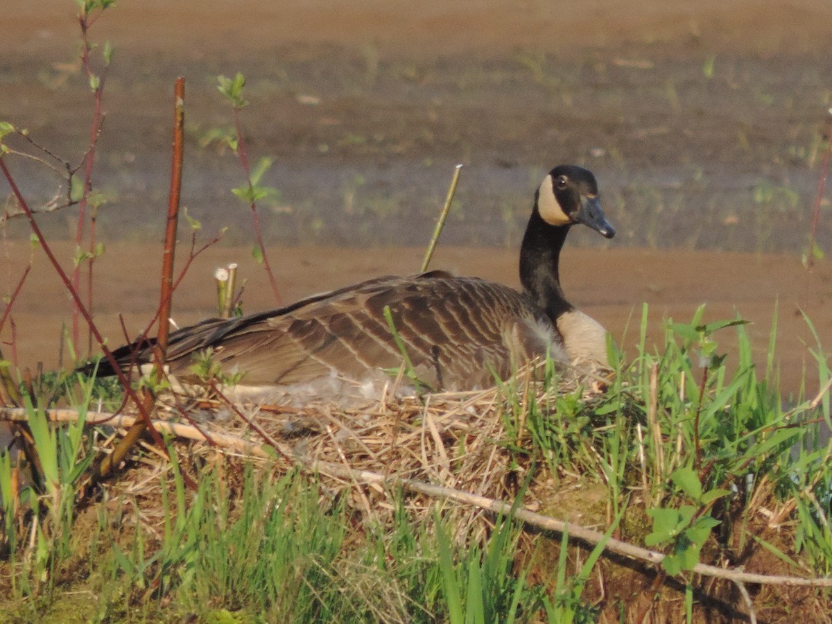 Canada Goose - ML573800941