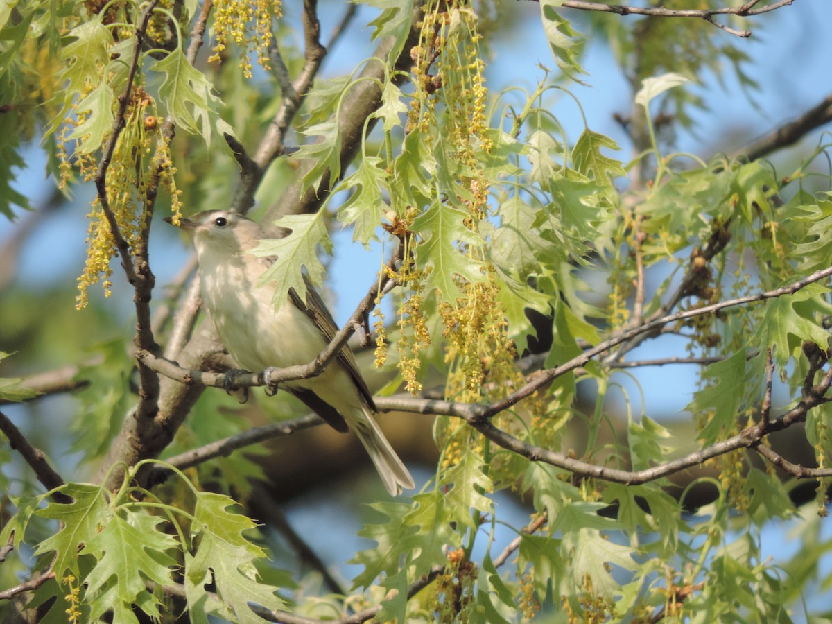 Warbling Vireo - ML573801181