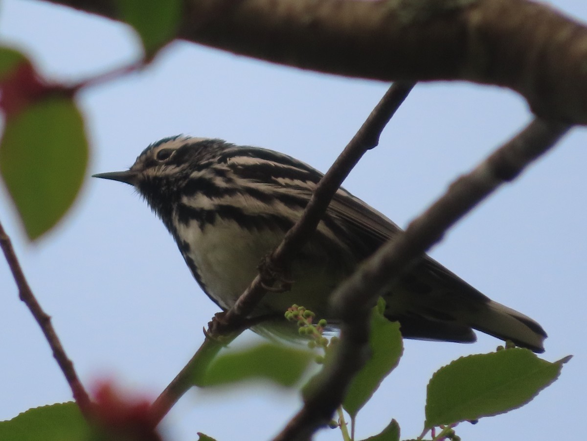 Black-and-white Warbler - ML573801691