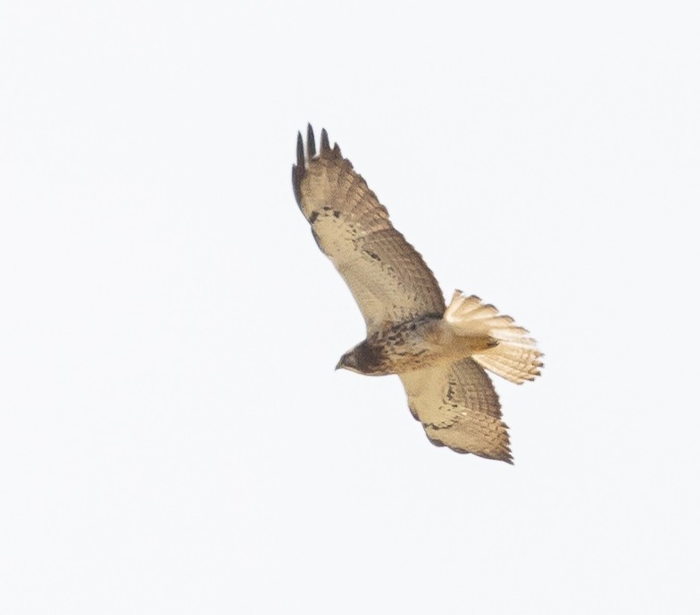 Swainson's Hawk - ML573802241