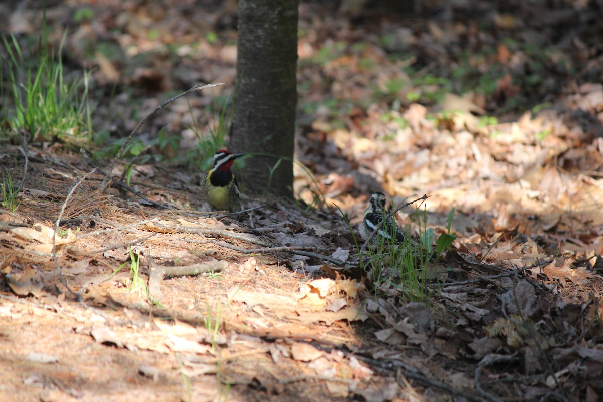 Yellow-bellied Sapsucker - ML573802781
