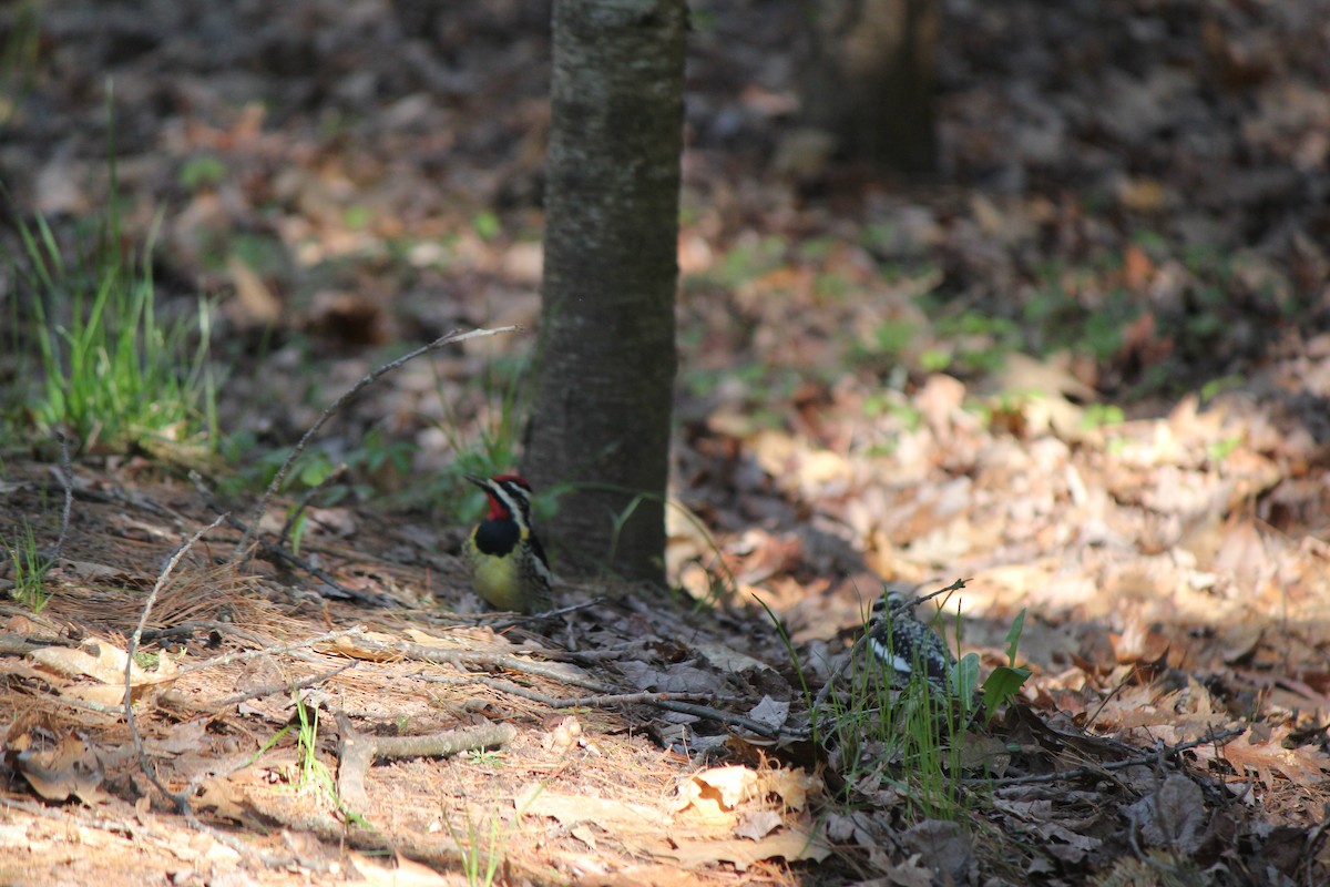 Yellow-bellied Sapsucker - ML573803131