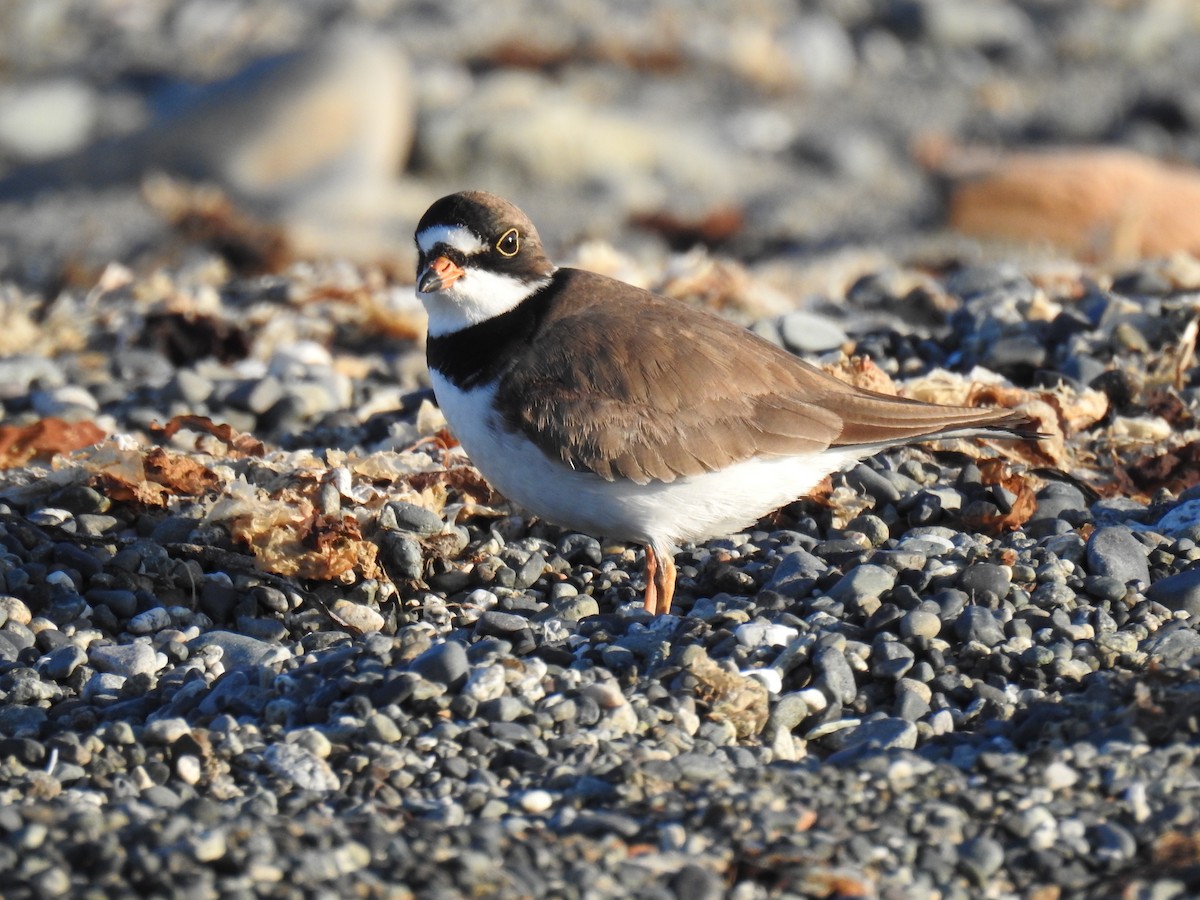 Semipalmated Plover - ML57380321