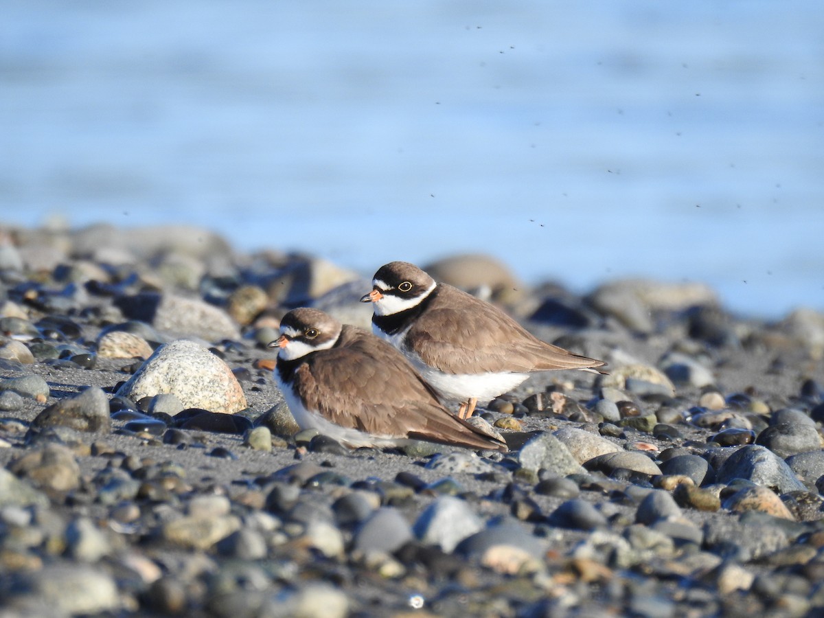 Semipalmated Plover - ML57380331
