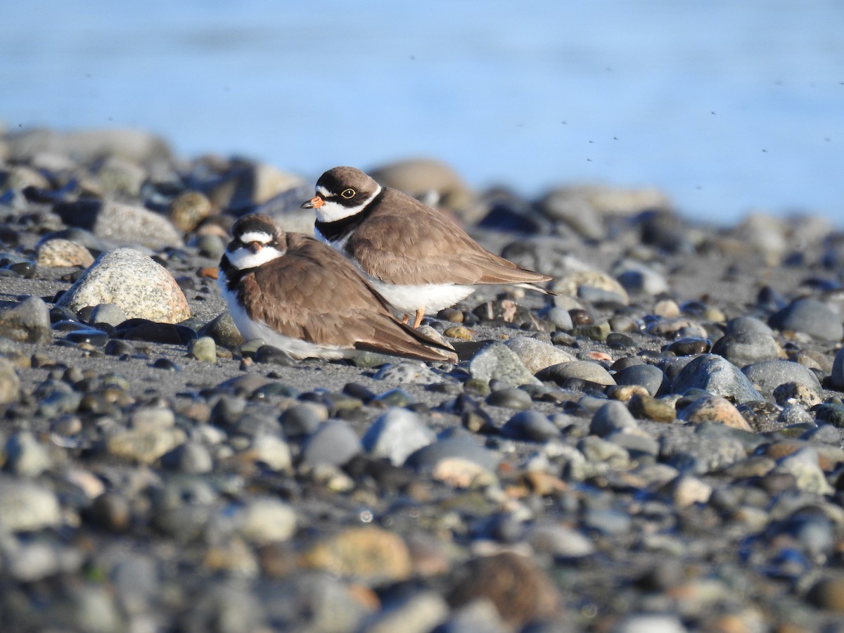 Semipalmated Plover - ML57380341