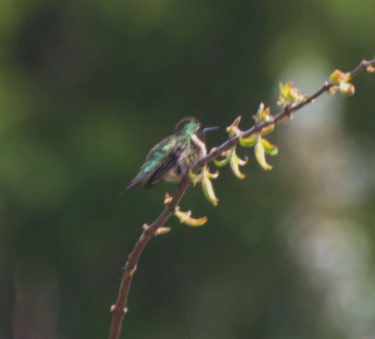Ruby-throated Hummingbird - ML573803551