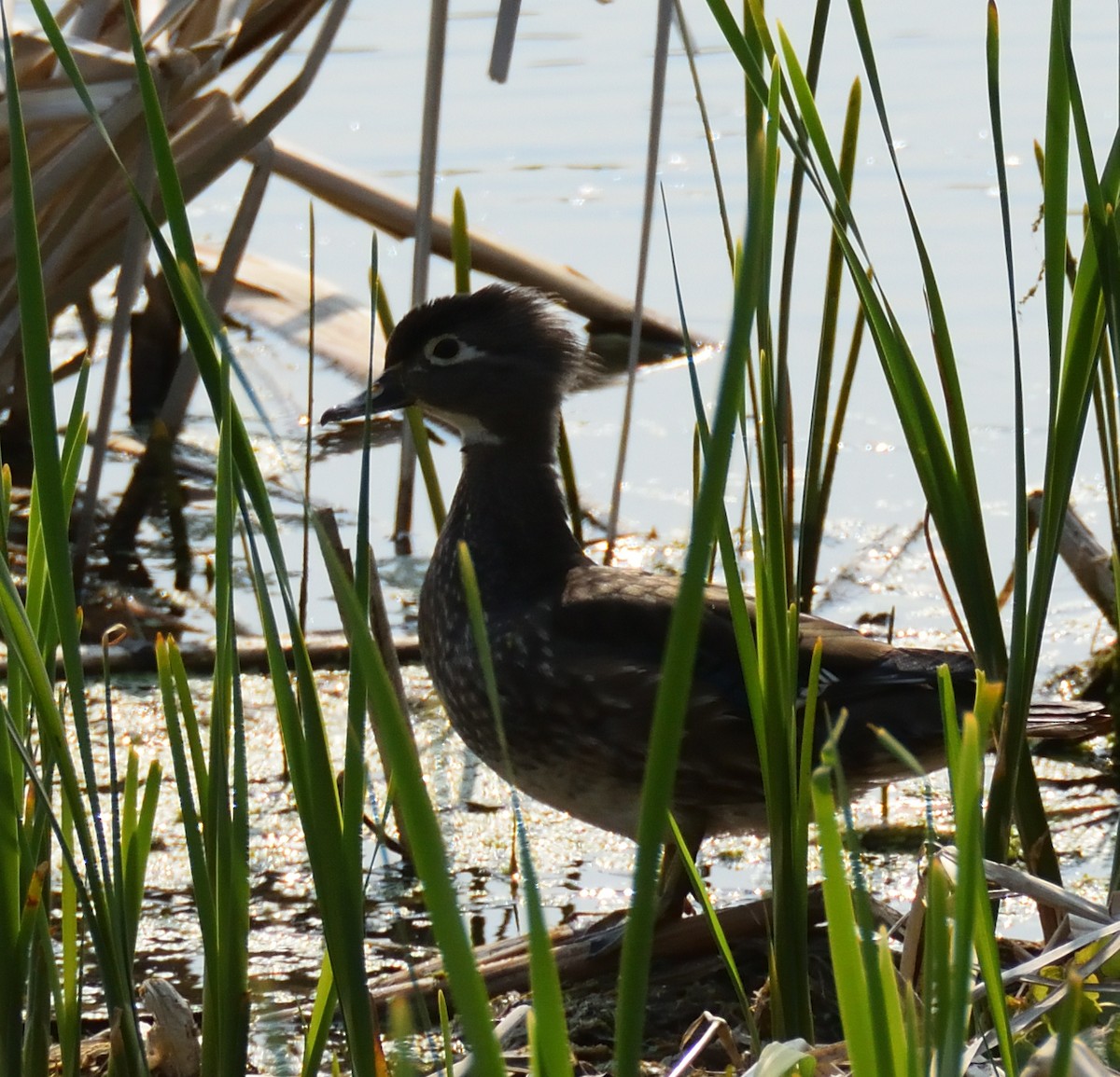 Wood Duck - ML573803661