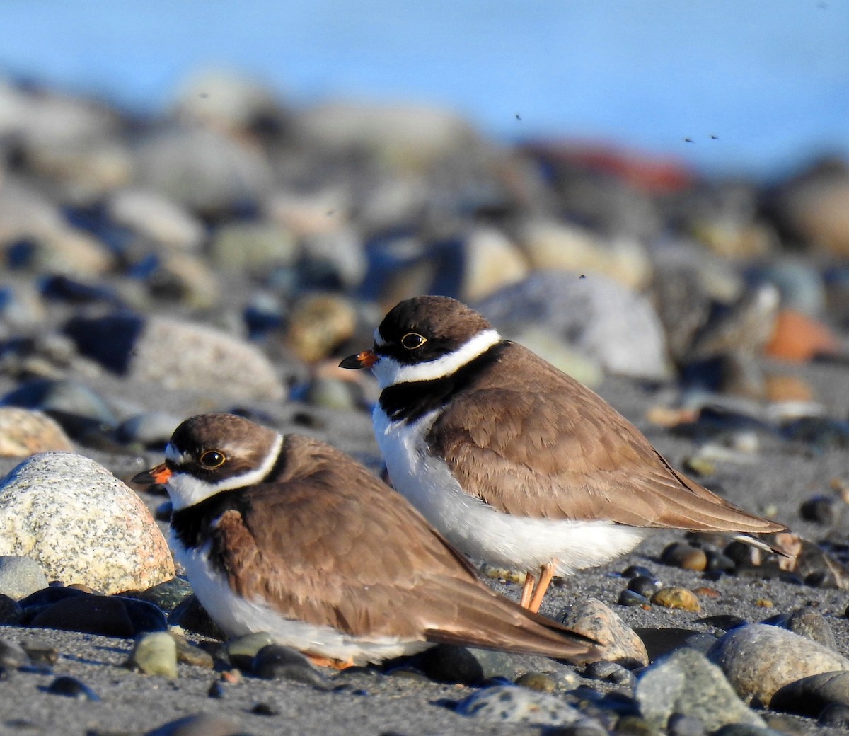 Semipalmated Plover - ML57380371