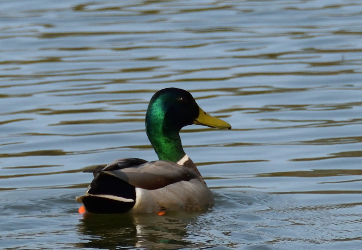 Mallard - ML573803871