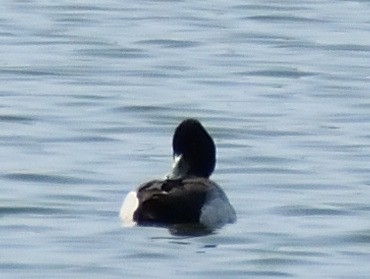 Lesser Scaup - ML573804031