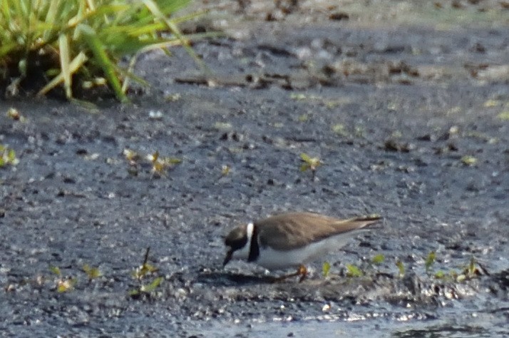 Semipalmated Plover - ML573804351