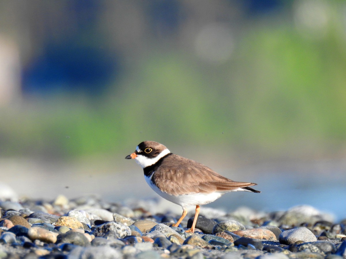 Semipalmated Plover - ML57380441