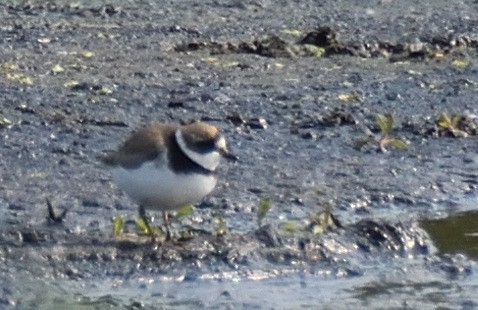 Semipalmated Plover - ML573804421