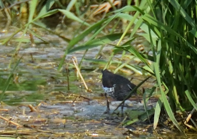 Spotted Sandpiper - ML573804621