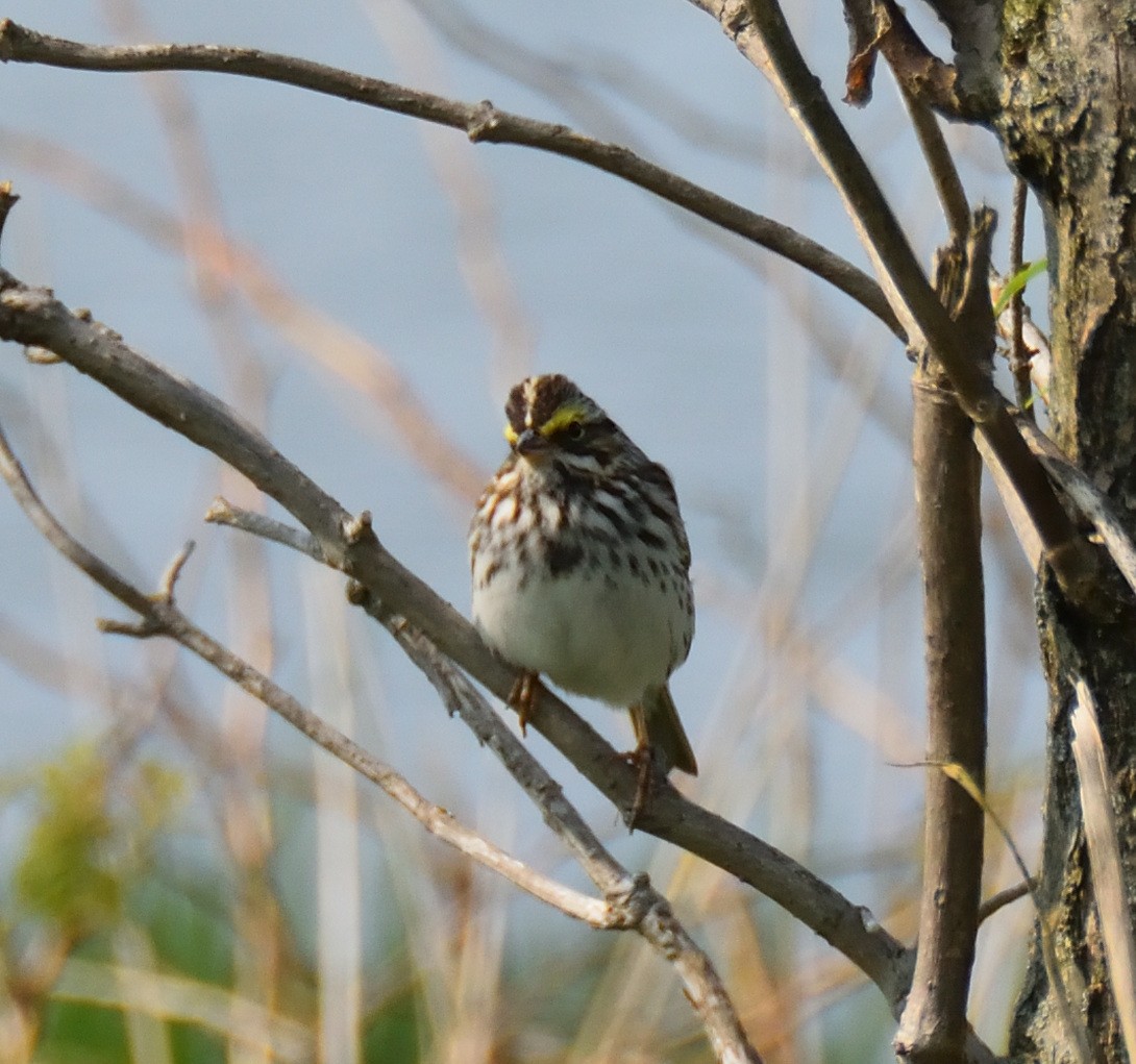 Savannah Sparrow - ML573804721