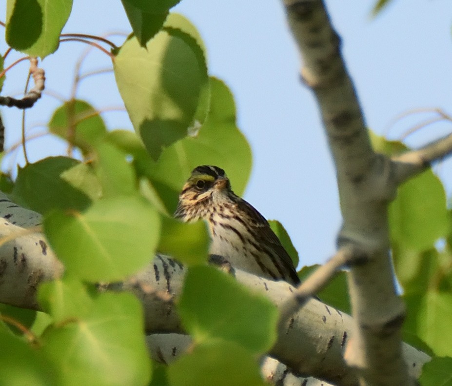 Savannah Sparrow - ML573804821