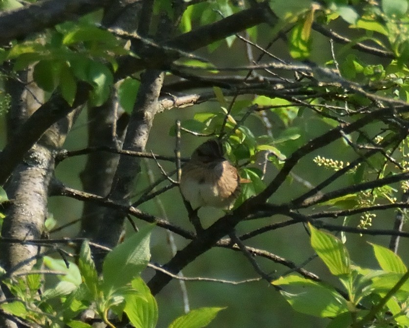 Lincoln's Sparrow - ML573804891