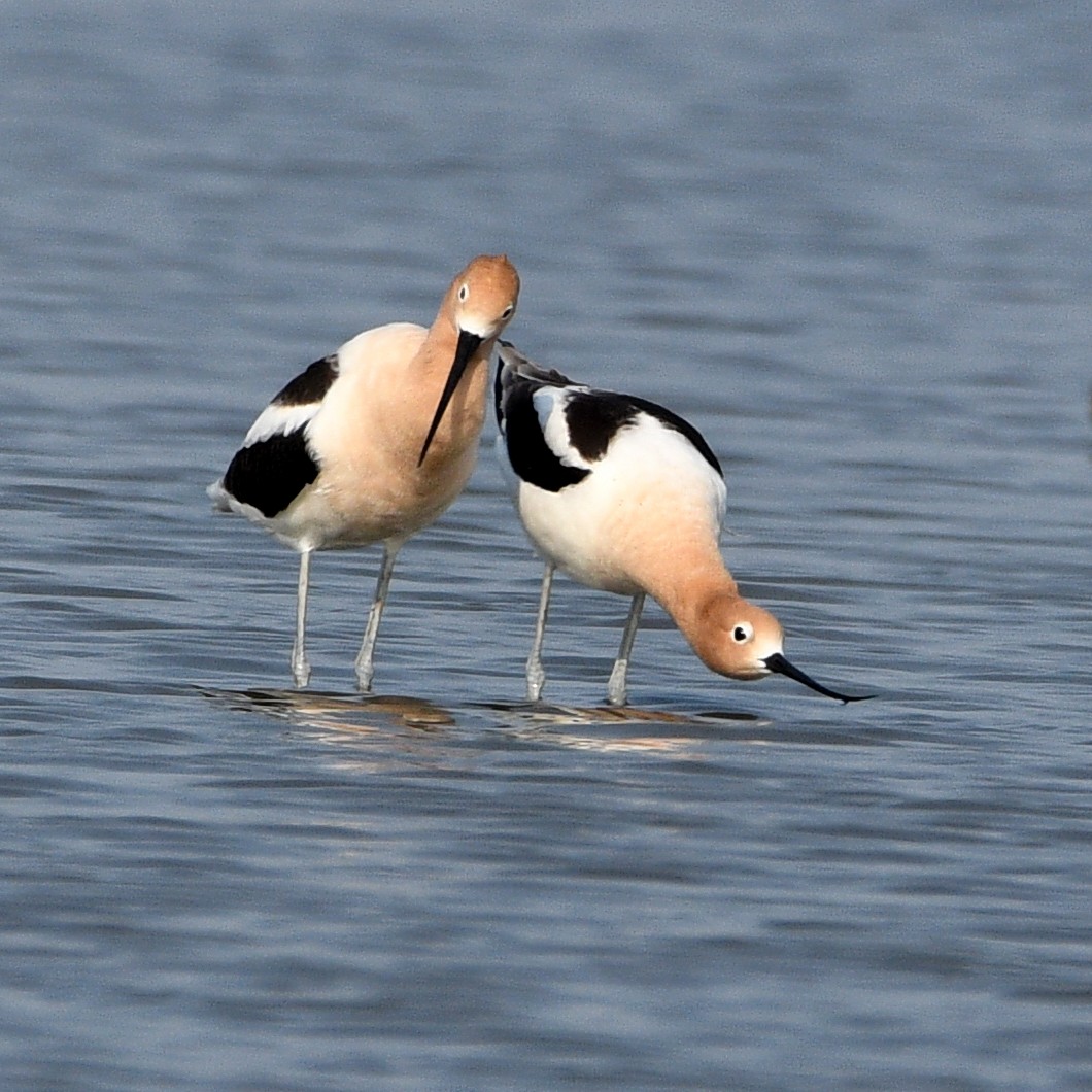 Avocette d'Amérique - ML573804971