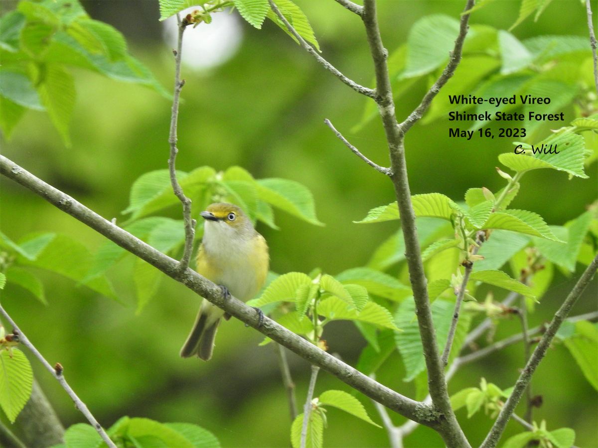 White-eyed Vireo - ML573805131