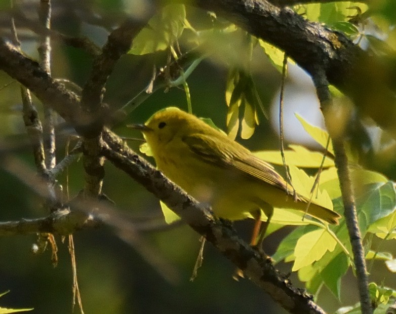 Yellow Warbler - ML573805181