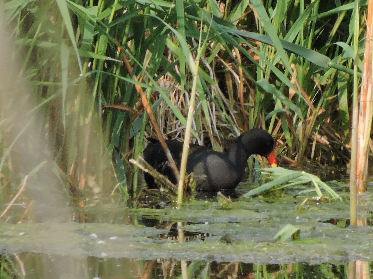 Common Gallinule - Justin Rink