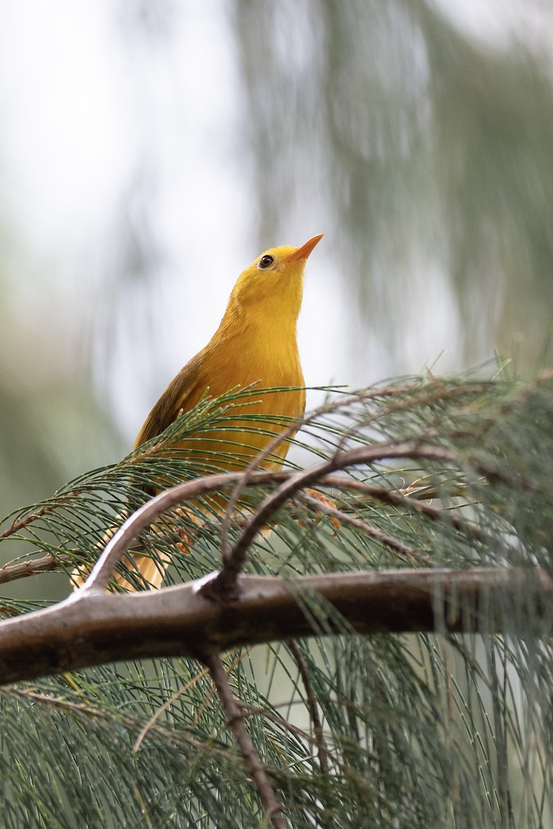 Golden White-eye - ML573805631