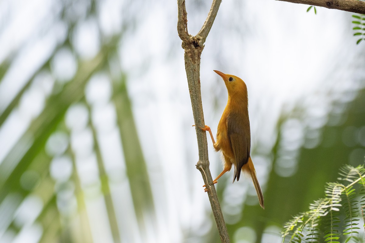 Golden White-eye - ML573805641