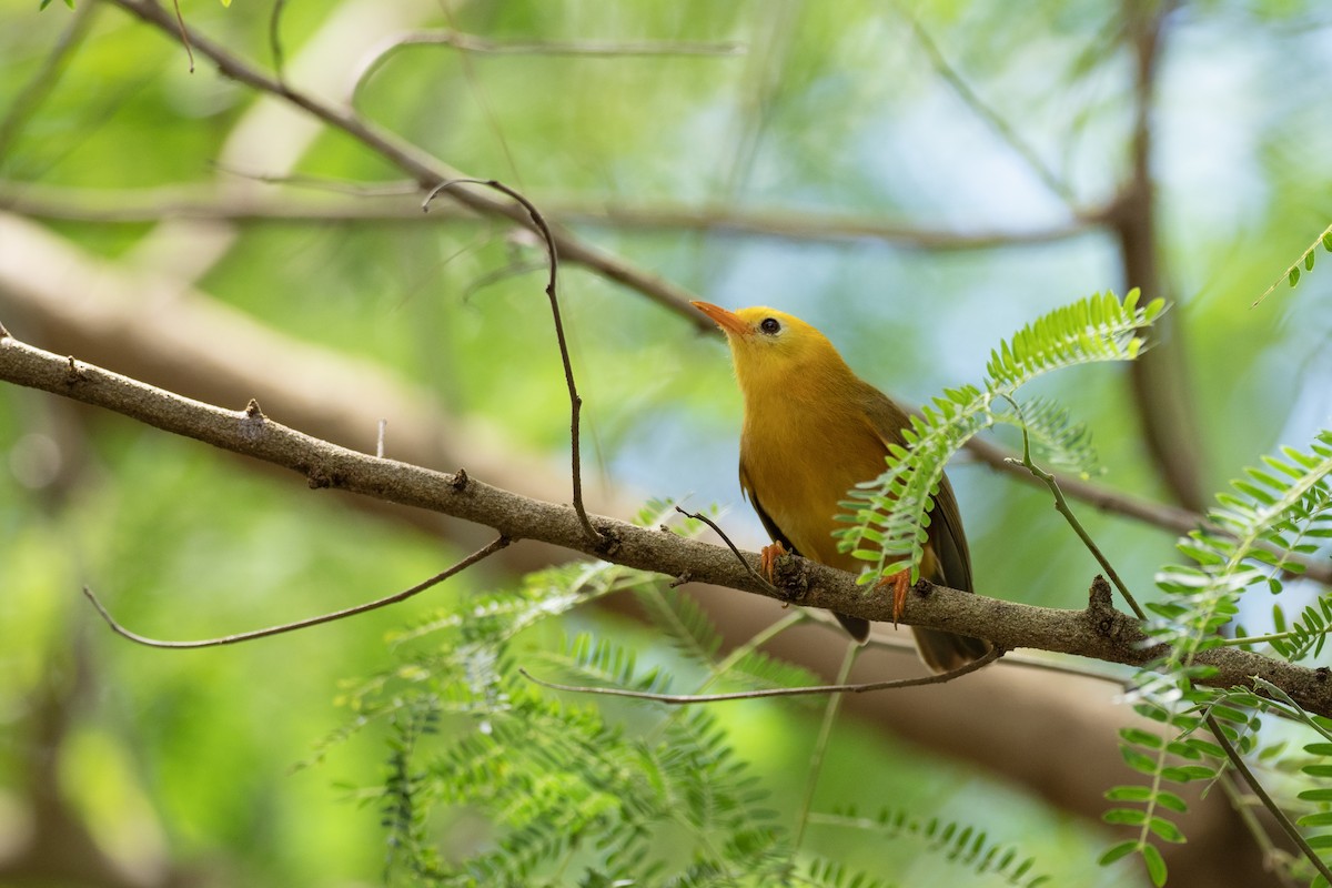 Golden White-eye - ML573805661