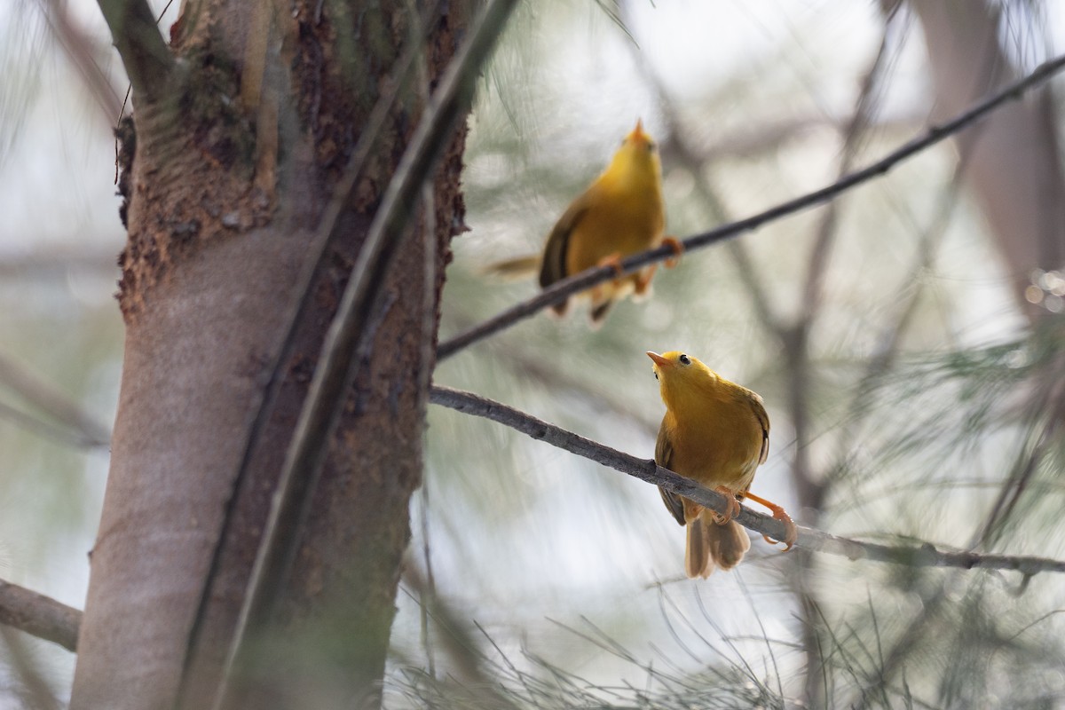 Golden White-eye - ML573805691