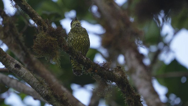 Cotinga écaillé - ML573806331