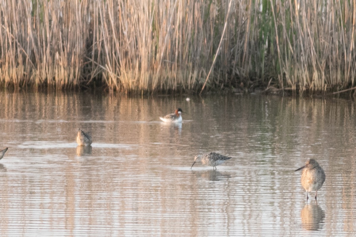 Red-necked Phalarope - ML573806501