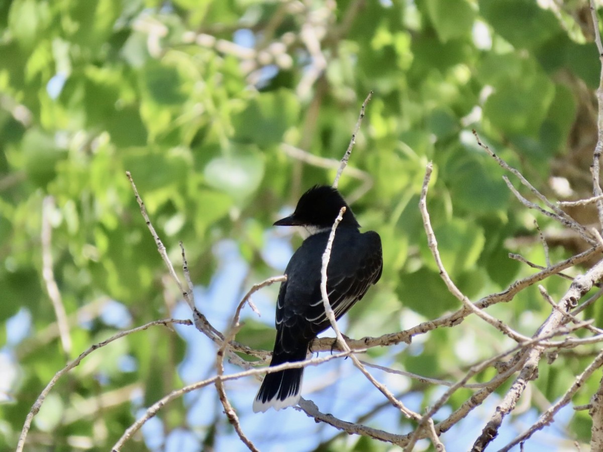 Eastern Kingbird - ML573806691