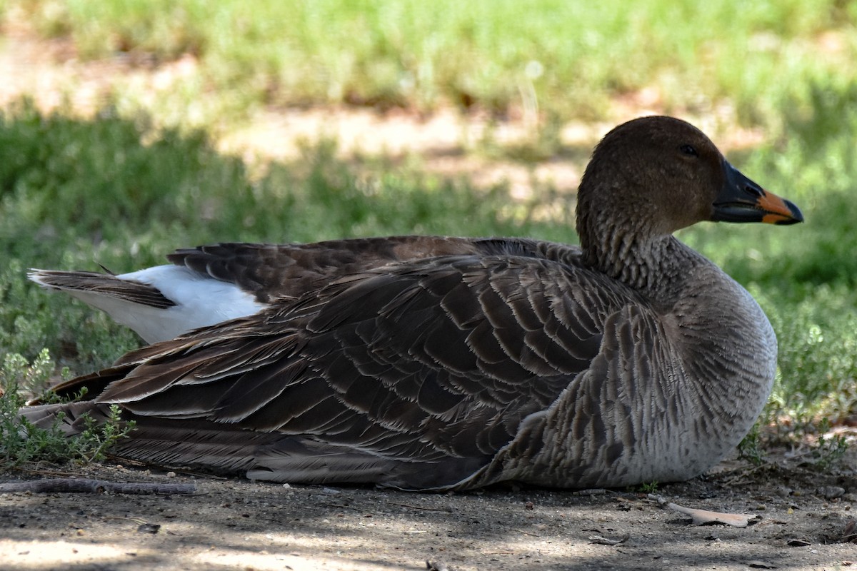 Tundra Bean-Goose - ML573806791