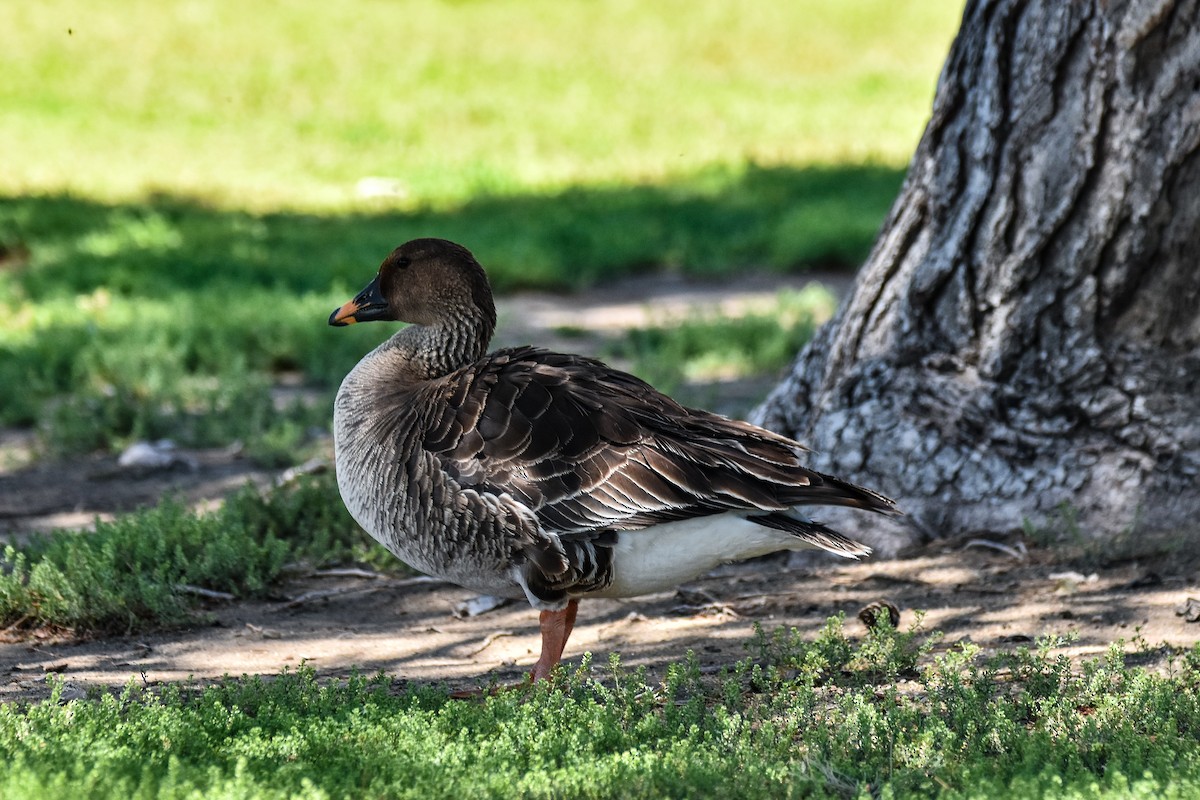 Tundra Bean-Goose - ML573806811
