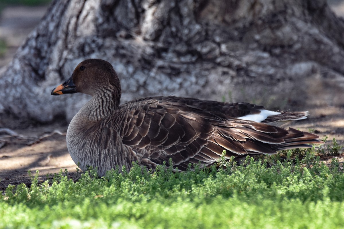Tundra Bean-Goose - ML573806821