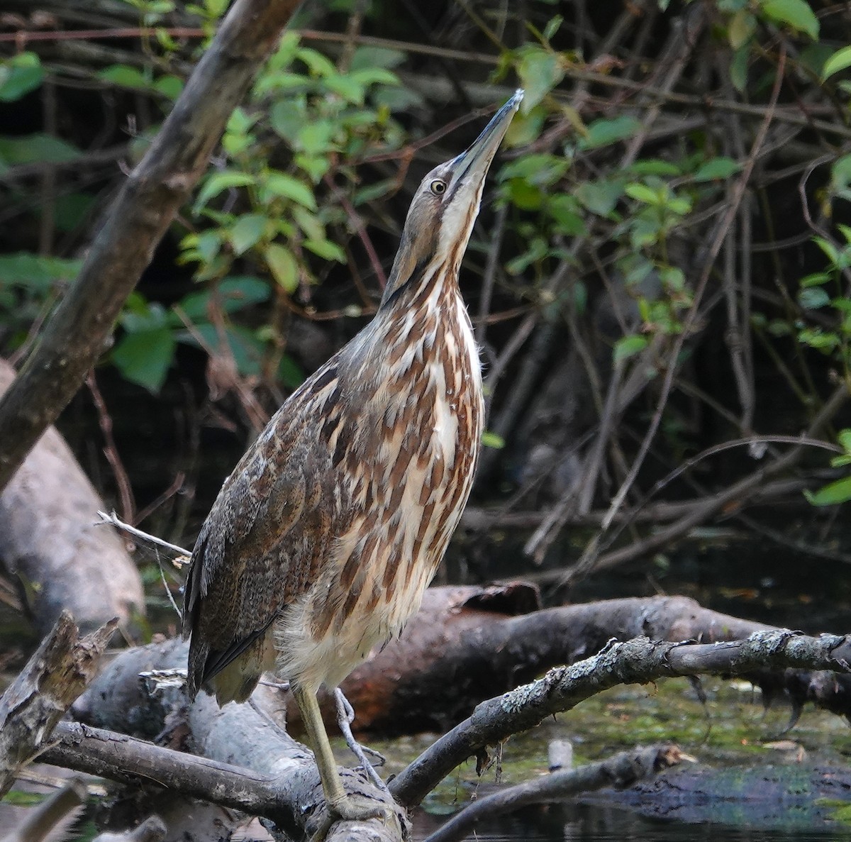 American Bittern - Tom Haggerty