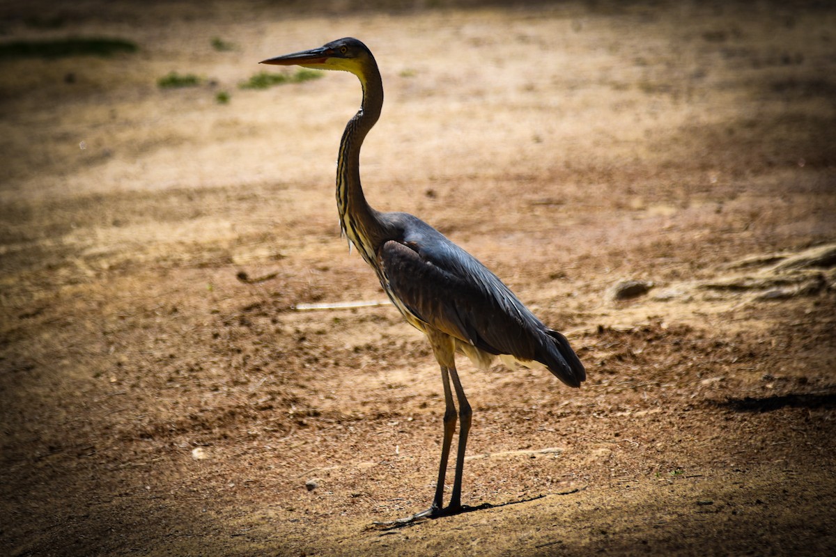 Great Blue Heron - ML573807111