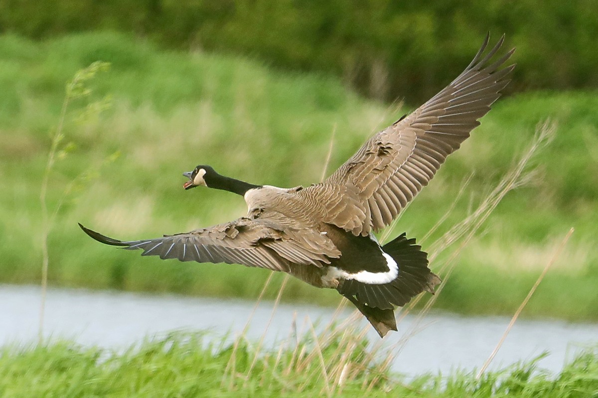 Canada Goose - ML573809671