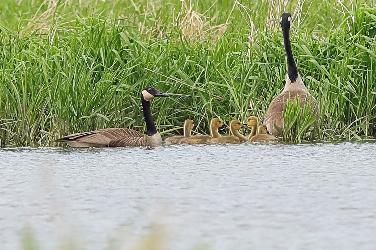 Canada Goose - ML573809681