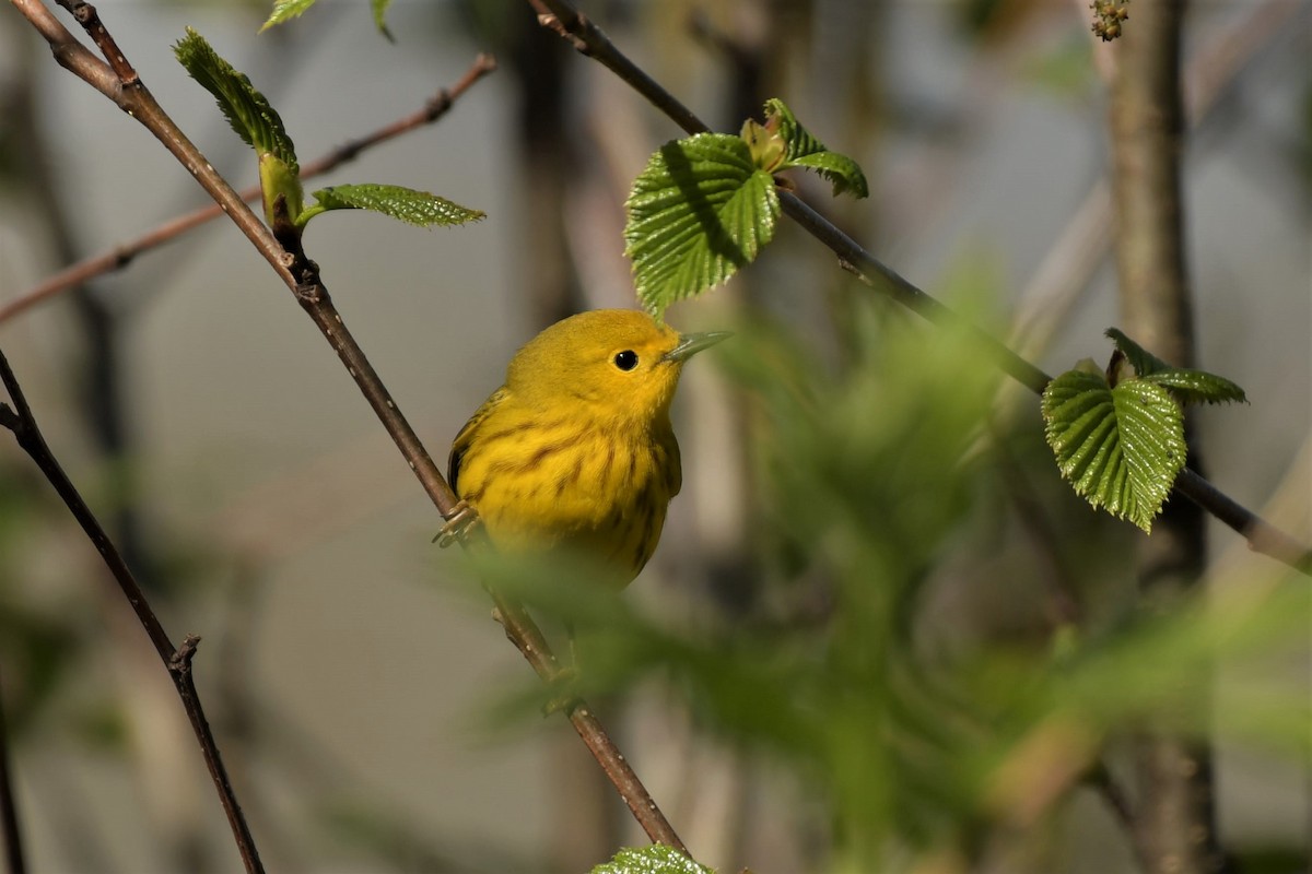 Yellow Warbler - ML573811521