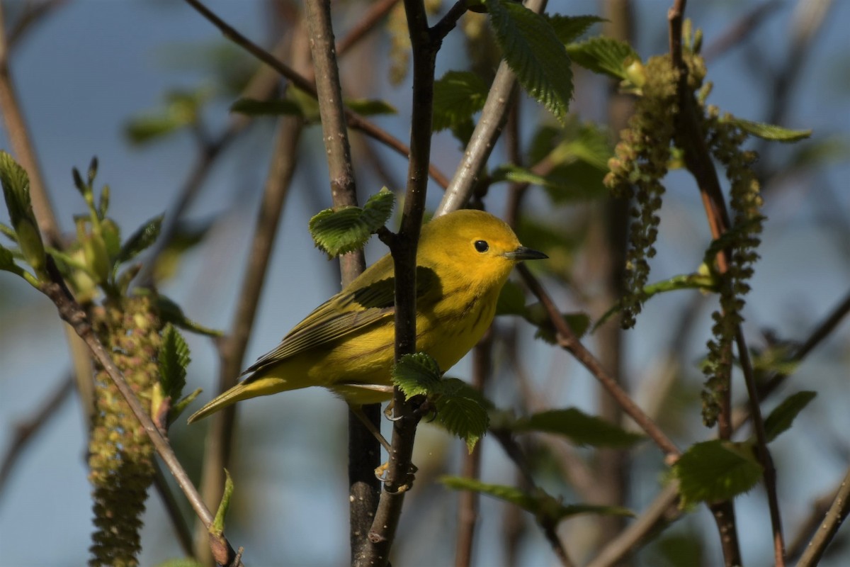 Yellow Warbler - ML573811551