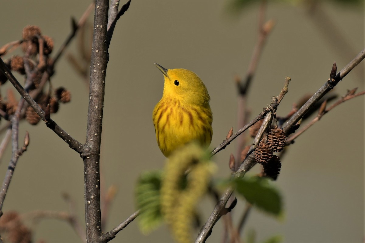 Yellow Warbler - ML573811571