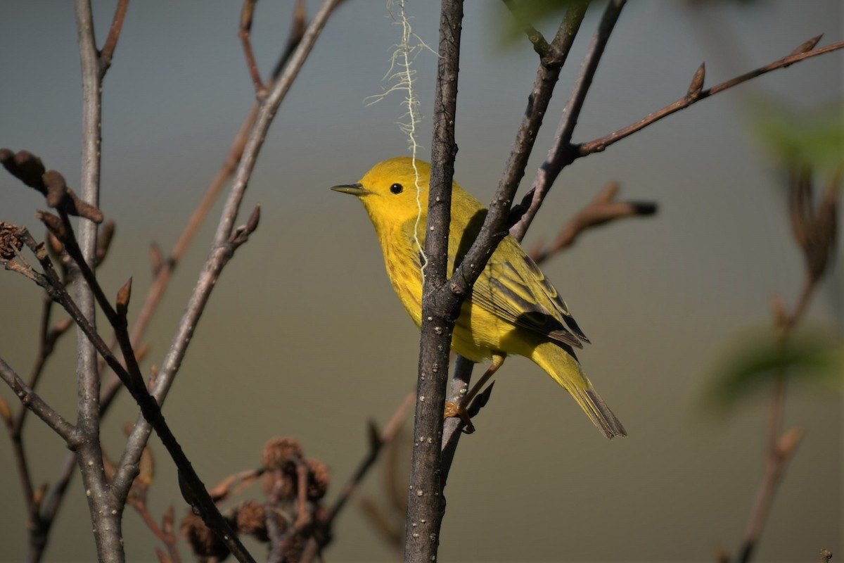 Yellow Warbler - ML573811581