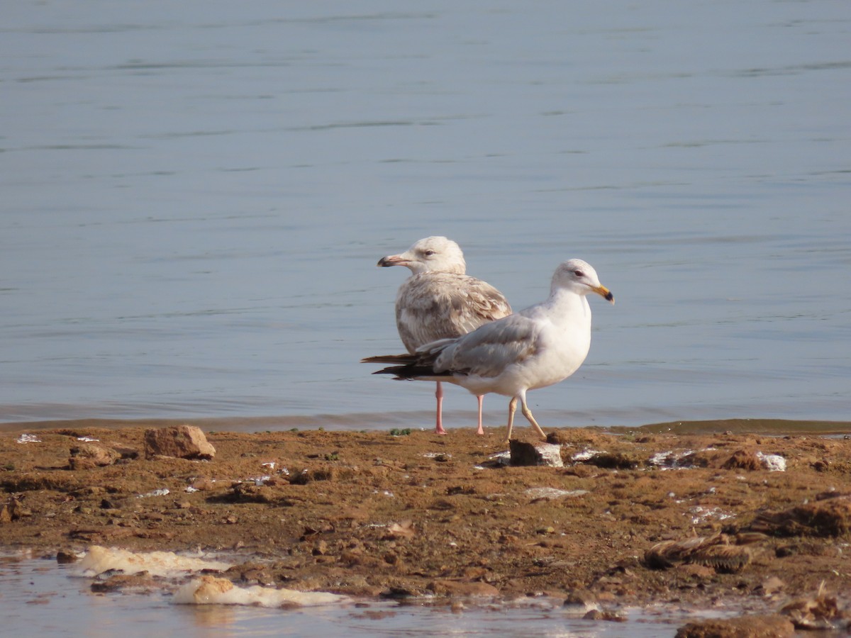 Herring Gull (American) - Scott Loss